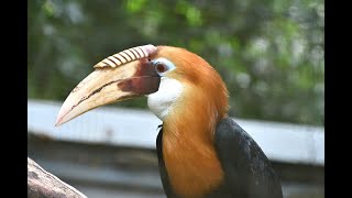 CALAO PAPOU  PAPOUAN HORNBILL  Rhyticeros plicatus  Blyths Hornbill [upl. by Bouley861]