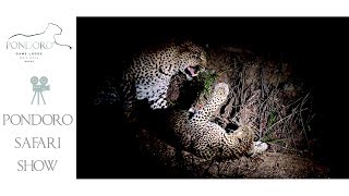 Leopards mating at night [upl. by Uile]