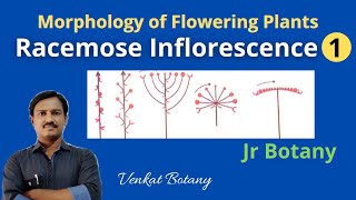 Racemose Inflorescence 1  Morphology of flowering Plants  Jr Botany [upl. by Okemak]