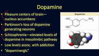 Neurotransmitters Overview [upl. by Elfrida]