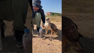 How amazing of hawk eagleeagle shortvideo training fbreels video [upl. by Elayne]