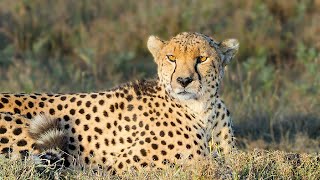 Amazing Wildlife Safari in Ol Pejeta Conservancy  Kenya 2020  4K Video [upl. by Krissy]