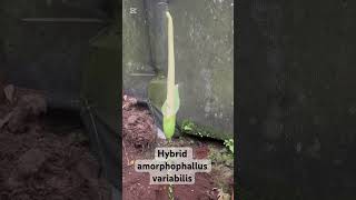 Hybrid amorphophallus variabilis [upl. by Otina]