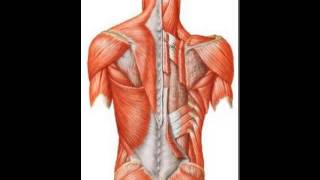 Localização dos Músculos do dorso [upl. by Ania]