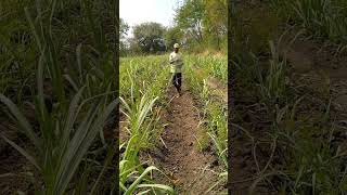 Sugarcane Farming In Brazil Chinna And India and brazilianpepper brazilwood colchicaceae [upl. by Lose]