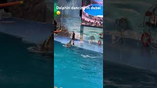 dolphin dance program amazingdubai [upl. by Trebliw]