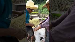 Harvesting rice process farming [upl. by Zsa]