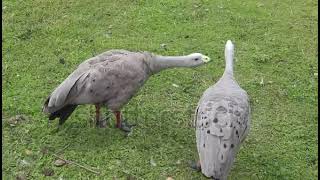 stock footage two geese cereopsis novaehollandiae walk on the green grass waterfowl chicken goose ca [upl. by Hcaz506]