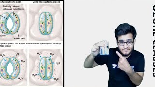 Awesome Way to Understand the Mechanism of Opening and Closing of Stomata due to Potassium amp Malate [upl. by Rats]