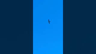 Peregrine Flies To The Kirkgate Flats And Then On To Wakefield Cathedral birds taylorswift avian [upl. by Noell]