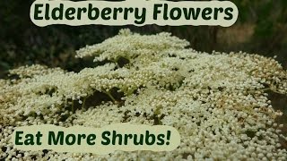 Elderberry Flowers How to pick and use elder flowers [upl. by Freda]