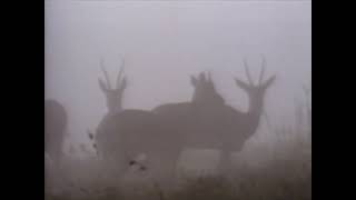 Opening and Closing to National Geographic Video Zebra Patterns In The Grass 1992 VHS [upl. by Ahtekal497]