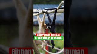 Interesting Case Of Hoolock Gibbon in Assam  Case Study  Man Animal Relations shorts facts [upl. by Akoyn]