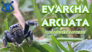 EVARCHA ARCUATA  l’araignée sauteuse [upl. by Moureaux]