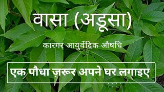 वासा अडूसा के चमत्कारी गुण जानिए। Adhatoda vasica Malabar nut [upl. by Adlesirhc884]