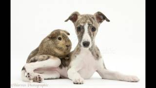 All About the Dog Whippet [upl. by Annuahs]