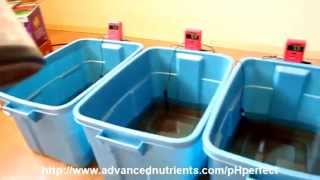 Advanced Nutrients pH Perfect Demonstration [upl. by Basset262]