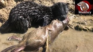 My Mink Brocc and Rocky Hunting Muskrats [upl. by Leay830]