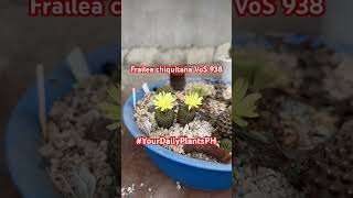 Frailea chiquitana VoS 938 blooms 🌼 Frailea Fraileachiquitana VoS938 cactus YourDailyPlantsPH [upl. by Lydon]