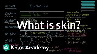 What is skin Epidermis  Integumentary system physiology  NCLEXRN  Khan Academy [upl. by Anahsed]