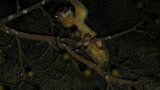 Jupará  Kinkajou Potos flavus [upl. by Seward]