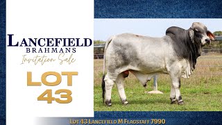 Lot 43 Lancefield M Flagstaff 7990 [upl. by Revolc868]