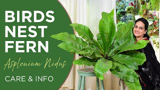 Birds Nest Fern Asplenium Nidus  Care and Info  Watering  Light  Fertilizer  Pests [upl. by Lerrej]