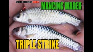 Mantap MANCING WADER Triple Strike terus di cisaat  micro fishing [upl. by Rosalinda]