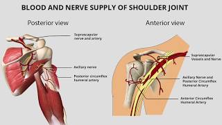 Shoulder Joint Anatomy [upl. by Henni]