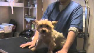 Grooming an Aggressive Yorkie Yorkshire Terrier Part 1 [upl. by Odnanreh]