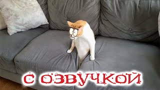 Приколы с котами С ОЗВУЧКОЙ Самые смешные животные Смешные коты и собаки [upl. by Jerrilee]