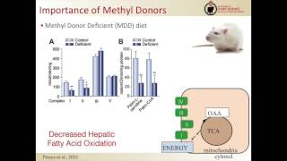 Updated Research Understanding the Role of Hepatic Methyl Metabolism  Heather White PhD [upl. by Mungo]