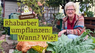 Rhabarber umpflanzen Wann ist die beste Zeit Wie gehe ich vor [upl. by Gabby173]