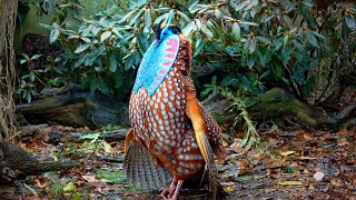 Temmincks tragopan Tragopan temminckii pheasant courtship display in full 60fps Jonathan Pointer [upl. by Tabb]