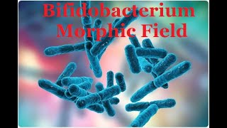 Bifidobacterium Morphic Field [upl. by Teiv]