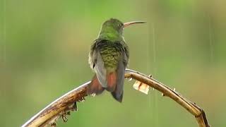 Un oiseau profitant du son de leau de pluie prenant un bain se relaxant nature [upl. by Richela]