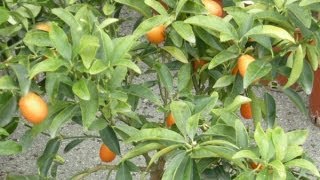 Mandarino cinese o kumquat rinvaso e concimazione [upl. by Ierbua]