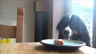 Our Bernese Mountain dog Milo steals a sausage [upl. by Irik753]