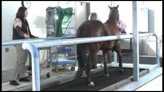 High Speed Treadmill Demo at OSU Veterinary Medicine [upl. by Aretha]