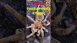 👹😲😲👹DIE GRÖSSTEN VOGELSPINNEN DER WELT 👹😲😲👹THE WORLDS LARGEST TARANTULAS👹😲😲👹tarantula theraphosa [upl. by Tavie777]