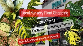 Big Box Store Plant Shopping Alternative Shop Local Plant Shop Pitas Planters Gorgeous Houseplants [upl. by Seagrave]