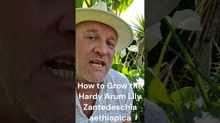 How to Grow the Hardy Arum Lily  Zantedeschia aethiopica [upl. by Rice]