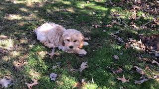 Cavachon eating grass 0006 [upl. by Hamrah652]