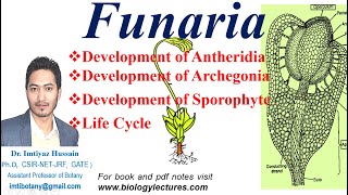 Funaria Development of sporophyte antheridia and archegonia bscbotany bsc1stsemester bryophytes [upl. by Eiznikam]