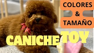 Caniche TOY  TOY POODLE  CARACTERISTICAS TAMAÑO y COLORES [upl. by Belle]