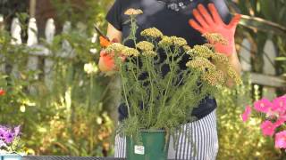 How to Cut Back Yarrow  Garden Space [upl. by Ioj469]