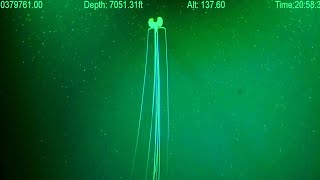 Magnapinna Squid Attack  New ROV Footage 2023  Deepsea Oddities [upl. by Ebonee746]