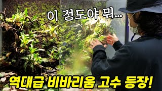 대박입니다 찐고수의 등장 비바리움 만들고 싶다면 꼭 보기 [upl. by Nylissej]