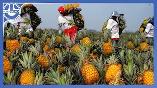 Harvesting Millions of Pineapples to make the Most Delicious Pineapple juice [upl. by Annyahs947]