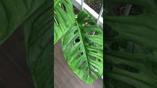 Monstera Adansonii new leaf mature form aroid houseplant monstera [upl. by O'Malley]